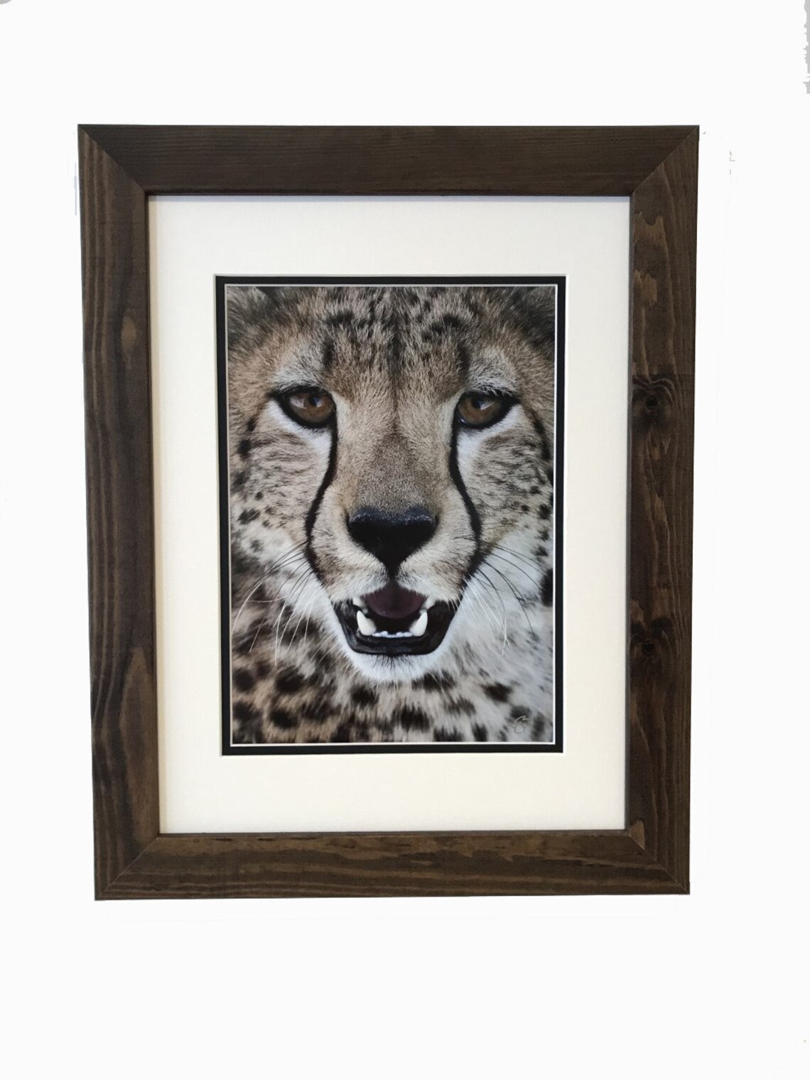 Framed Original Cheetah Photo Etsy