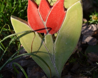 rote Tulpe 1