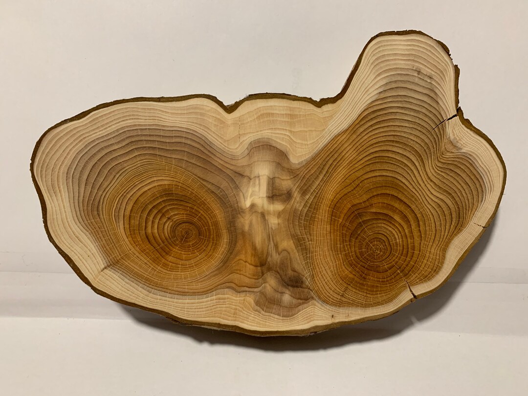 Yew Tree Disc Yew Wood With Face Dry and Sanded Etsy