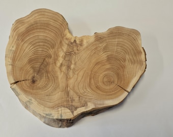 Duży krążek cisowy, krążek gałęziowy, drewno cisowe, drobno szlifowane, cis z powierzchnią nr 1