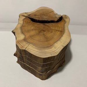 5x yew branch discs yew wood 100 x 145 mm ground