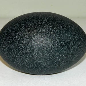 May include: An oval-shaped emu egg with a dark, deep forest green shell featuring a fine, speckled, and textured surface pattern throughout the entire exterior of the egg, creating a matte appearance with subtle variations in color density.