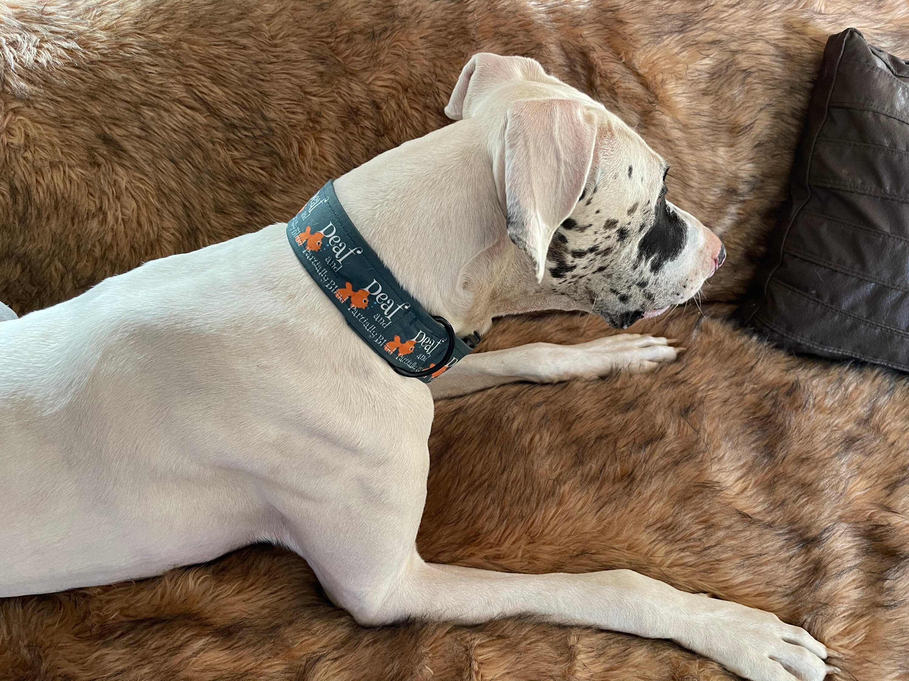 Deaf Dog, Vision Impaired Dog Collar, Special Needs Collar for Great