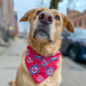 Nationals Dog Collar 