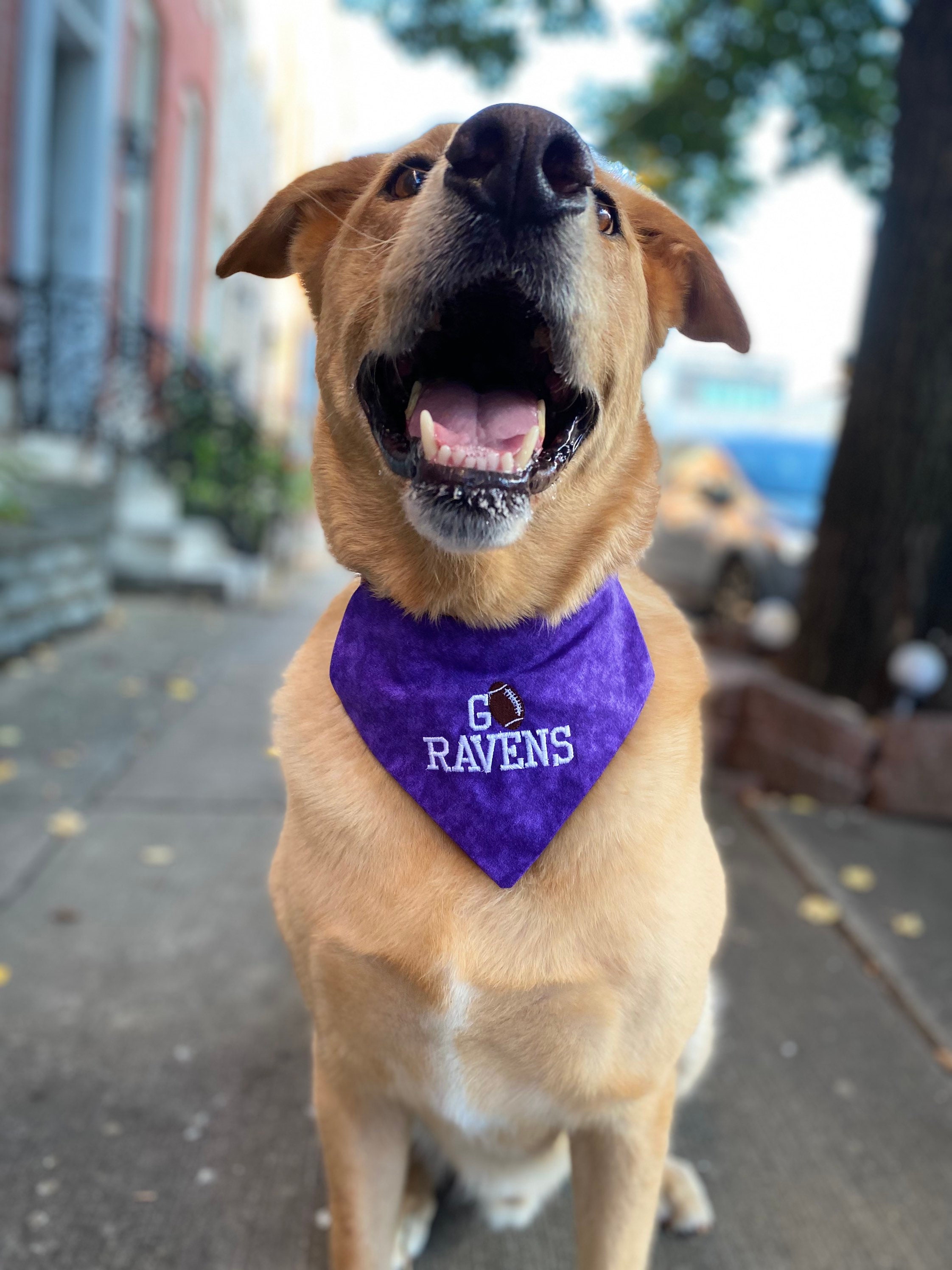 NFL Baltimore Ravens Dog Jersey, Size: XX-Large. Best Football  Jersey Costume for Dogs & Cats. Licensed Jersey Shirt. : Sports & Outdoors