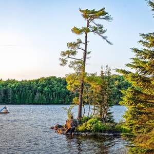 Solitary Tree in Afternoon Sun, on Bass Lake north of Bobcaygeon in the Trent Lakes region of Ontario