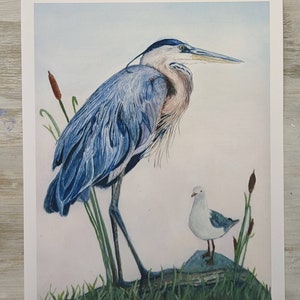 May include: A watercolor painting of a blue heron standing on a rock with a small white seagull perched on the rock beside it. The heron has a long neck and beak, and its feathers are a mix of blue and gray. The seagull has a small, yellow beak and black eyes.