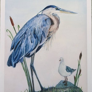 May include: A watercolor painting of a blue heron standing on a rock with a small white seagull beside it. The heron has a long neck and beak, and its feathers are a mix of blue and gray. The seagull is perched on a rock, looking to the side.