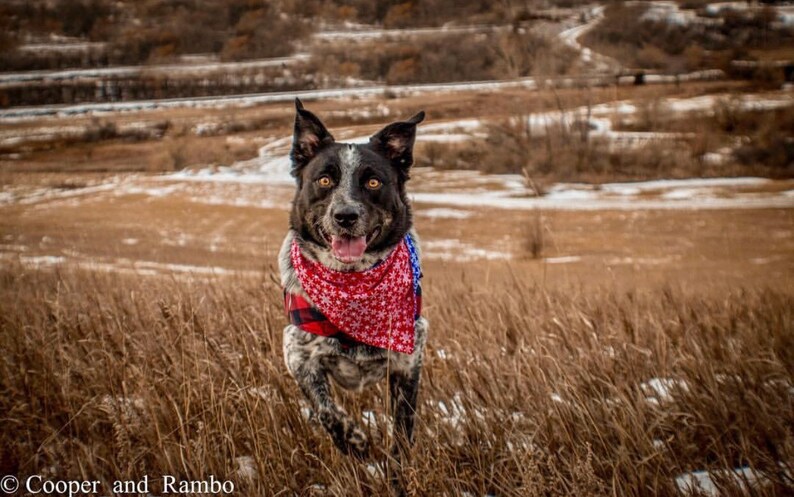 LET IT SNOW Bandana 100/% Cotton
