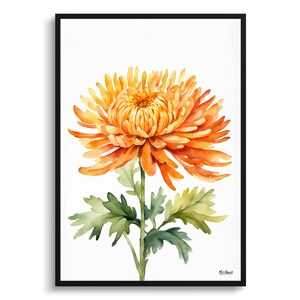 Chrysantheme Minimalistischer Aquarell botanischer Kunstdruck - Asteraceae gerahmtes Pflanzenwandkunst-Blumenposter