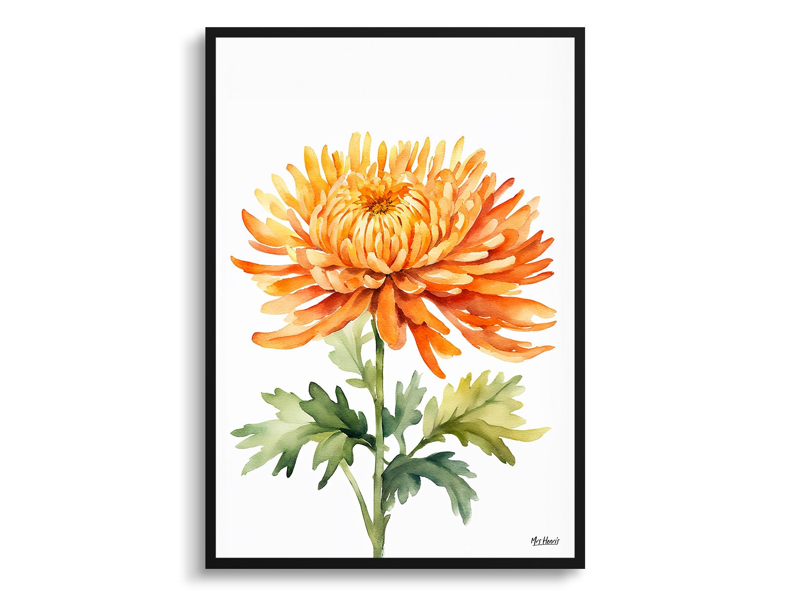 Chrysanthemum Minimalist Watercolour Botanical Art Print - Asteraceae Framed Plant Wall Art Flower Poster