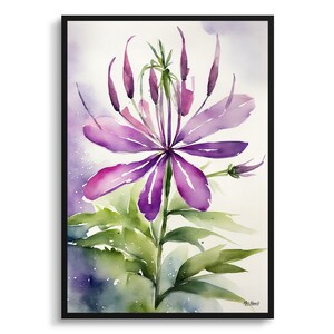 Cleome Hassleriana Watercolour Botanical Art Print - Violet Queen Framed Plant Wall Art Flower Poster