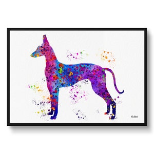 Ibizan Hound Watercolour Dog Print - Splash Veterinary Decor Gift Dog Illustration Framed & Unframed Wall Art Print For Dog Lovers and Vets