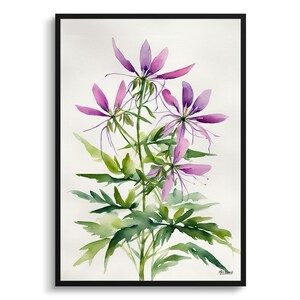 Cleome Hassleriana Minimalist Watercolour Botanical Art Print - Violet Queen Framed Plant Wall Art Flower Poster