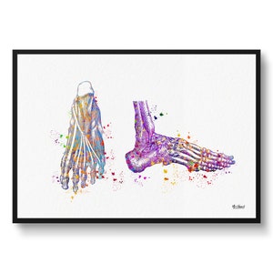 May include: A watercolor illustration of the bones and muscles of the human foot. The image is in shades of purple, blue, green, yellow, and orange. The foot is shown from both the front and side views.
