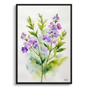 Stampa artistica botanica acquerello minimalista Hesperis Matronalis - Razzo di Dame incorniciato pianta floreale Wall Art Flower Art