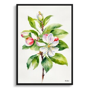 Malus Domestica Minimalist Watercolour Botanical Art Print - Howgate Wonder Apple Floral Framed Plant Wall Art Poster Flower Painting