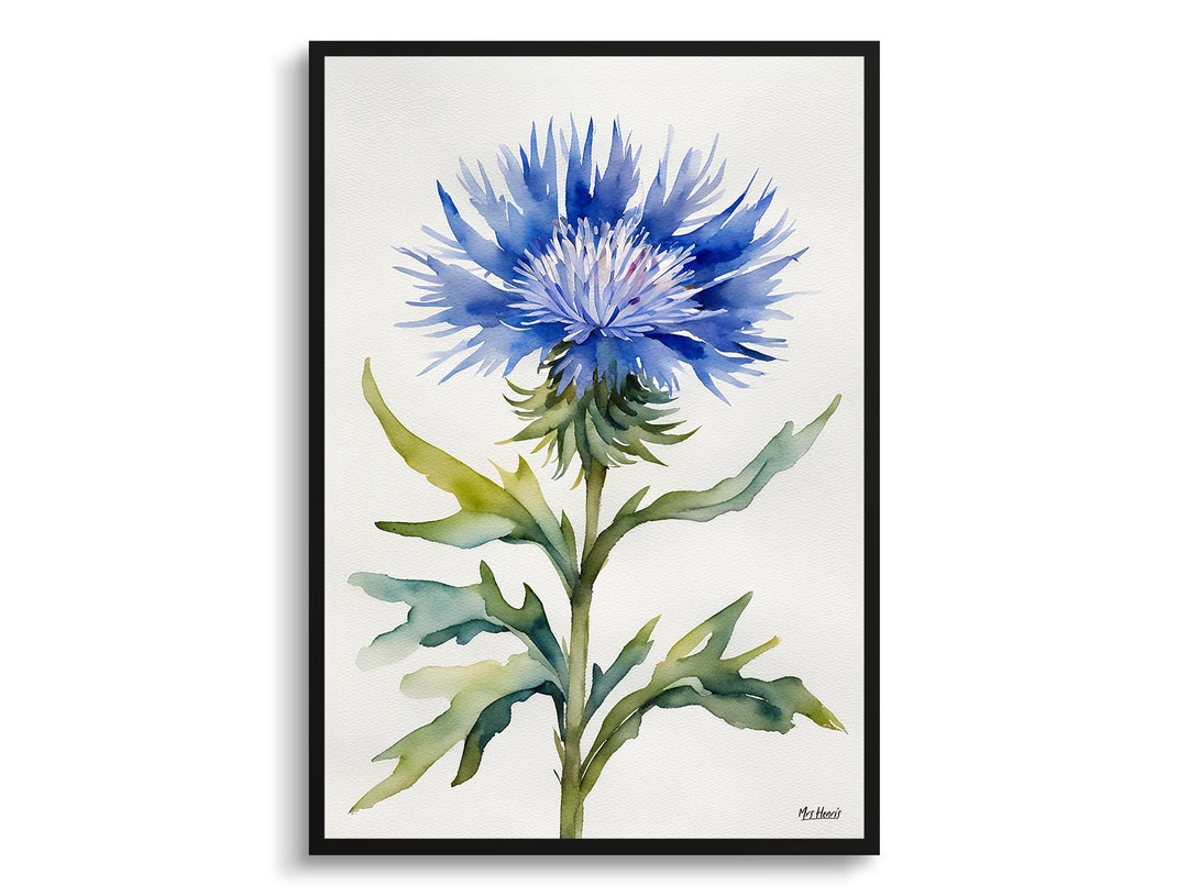 Centaurea Cyanus Blue Boy Minimalist Watercolour Botanical Art Print ...