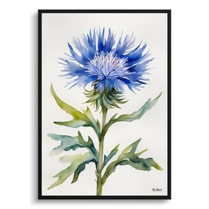 Centaurea cyanus Blue Boy Minimalist Watercolour Botanical Art Print -  Cornflower Framed Plant Wall Art Flower Poster