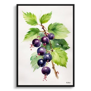 Ribes Nigrum Cassissima Noiroma Minimalistischer Aquarell Botanischer Kunstdruck - Schwarze Johannisbeere Blumenbild