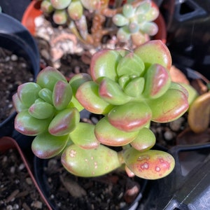 Sedum *rare*
