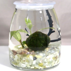 aquascape starter kit