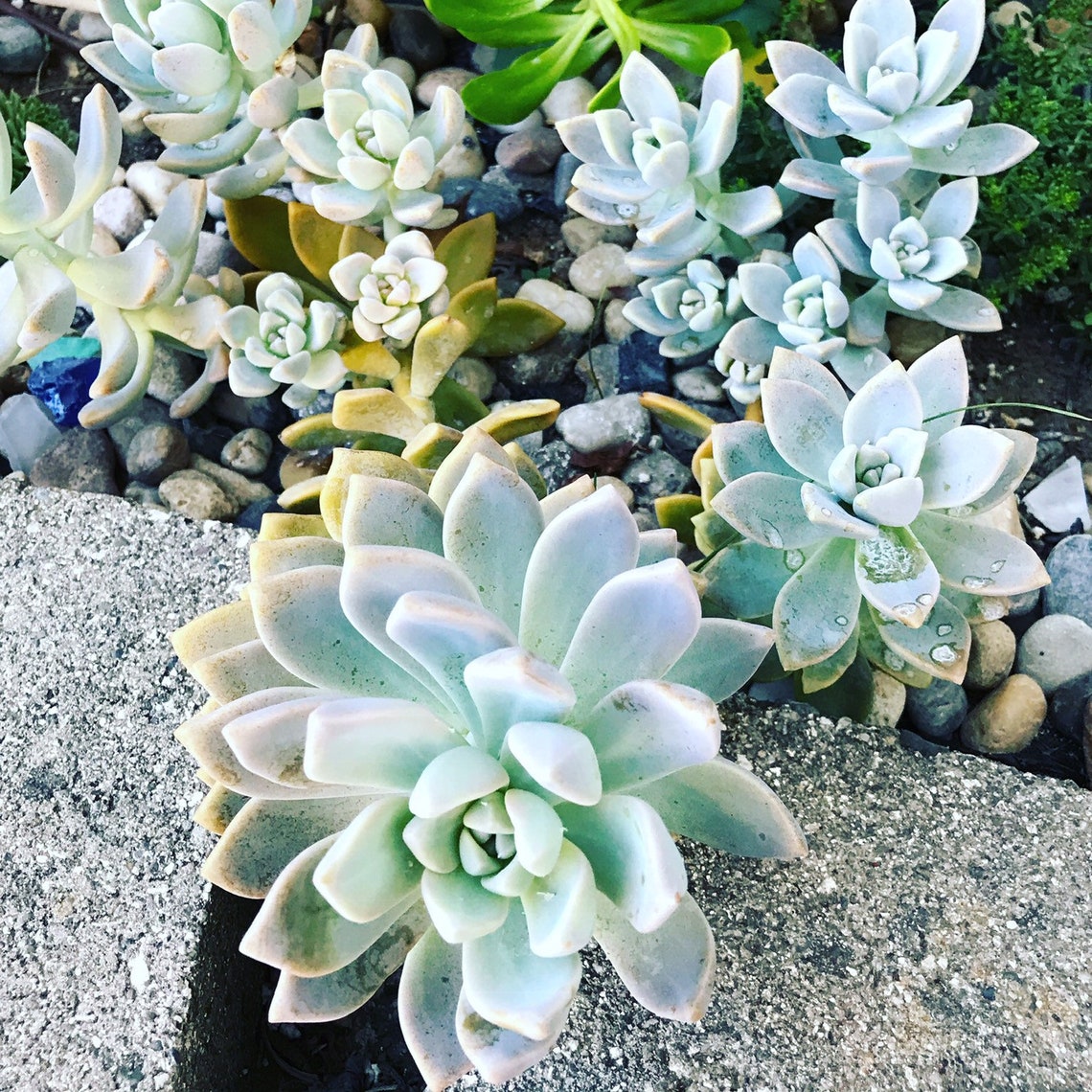 Ghost Plant Succulent Etsy
