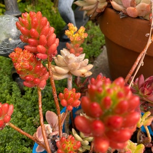 Red Jelly Beans Succulent