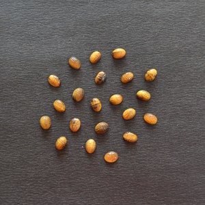 Puede incluir: Una colecci&oacute;n de diecinueve piedras preciosas de ojo de tigre de forma ovalada, cada una tallada con un motivo detallado de escarabajo en la superficie superior. Estas piedras de color marr&oacute;n dorado muestran chatoyance natural y est&aacute;n dispuestas.