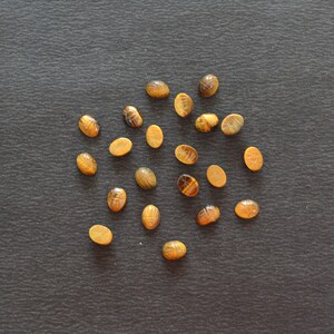 Puede incluir: Una colecci&oacute;n de diecinueve peque&ntilde;as piedras preciosas de ojo de tigre de forma ovalada, cada una con un dise&ntilde;o de escarabajo tallado en la superficie. Las piedras muestran bandas naturales de color marr&oacute;n dorado y chatoyance, dispuestas en un grupo.