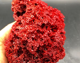 Natural excellent Rare Red Coral Branches Minerals Specimen  #Q473