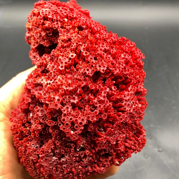 Rare red coral deals