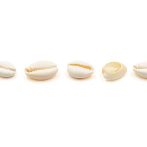 0,23 EUR/pc. Vintageparts DIY bead from cowrie shell in white 10 pieces
