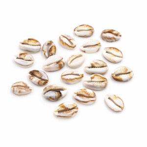 May include: A collection of cowrie shells, a type of sea snail shell, with brown and white markings. The shells are arranged in a scattered pattern on a white background.