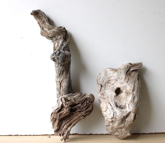 Legni galleggianti pezzi decorazione da giardino terrario