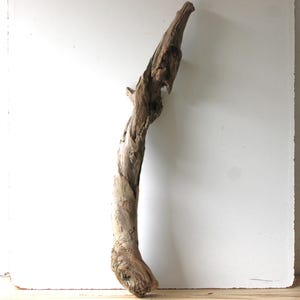 Può includere: Un singolo pezzo di legno galleggiante stagionato con una forma curva e allungata e una superficie ruvida color marrone chiaro. Il legno presenta nodi naturali, solchi profondi e un'estremità superiore appuntita, mostrando motivi organici.