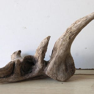 Könnte beinhalten: Ein Stück Treibholz mit natürlicher, verwitterter Optik. Das Holz hat eine hellbraune Farbe und eine gebogene, hornartige Form, die sich nach oben erstreckt. Das Treibholz hat eine raue Textur und eignet sich für Dekoration oder Bastelarbeiten.