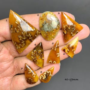 May include: A collection of eight polished amber-colored ammonite fossils, each with unique patterns and shapes. The fossils range in size from 19mm to 40mm. The text "40-19mm" is visible in the image.
