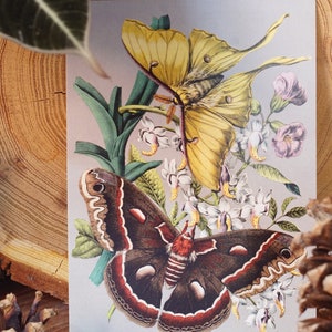 Carte postale avec des papillons de nuit (Actias luna, Hyalophora cecropia)