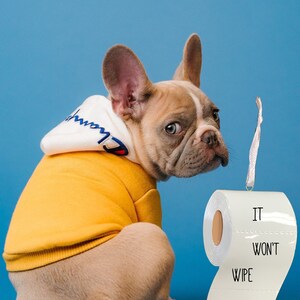 Puede incluir: Un bulldog francés con una sudadera amarilla con un logotipo blanco está sentado sobre un fondo azul.  Junto al perro hay un adorno de rollo de papel higiénico blanco con el texto "No se limpiará solo."