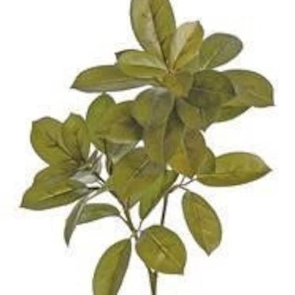Citrus leaf spray, tropical greenery, 29.5” greenery, FL5745