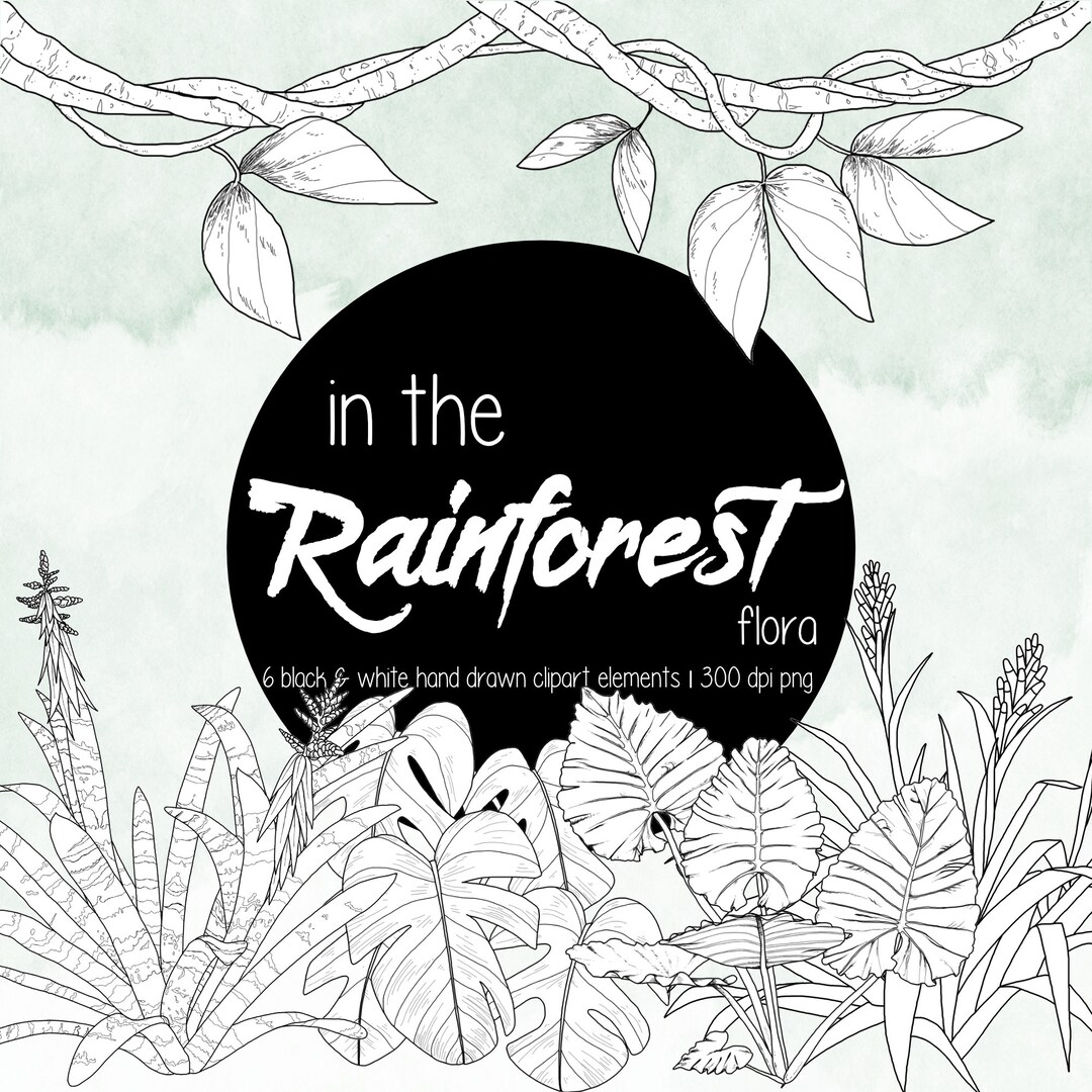In the Rainforest Flora - Six Hand Drawn Clipart Elements of Rainforest ...