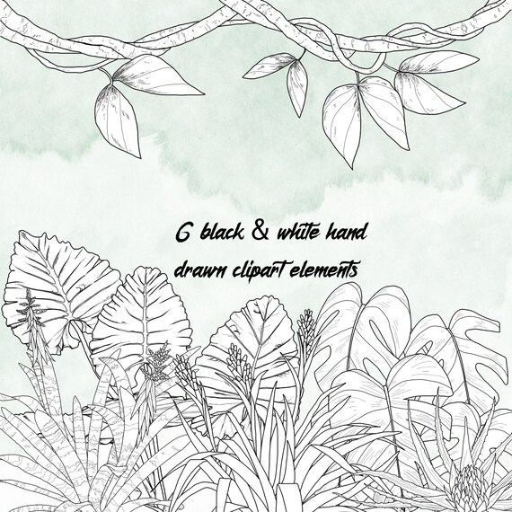 Tropical Rainforest Clipart Black And White