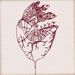 Owner of <a href='https://www.etsy.com/shop/BloomSource?ref=l2-about-shopname&from_page=listing' class='wt-text-link'>BloomSource</a>