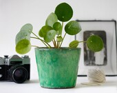 15cm Pilea Peperomioides