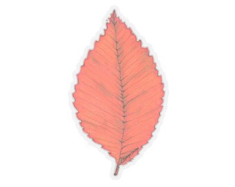 Beech Leaf - Stickers from Nature