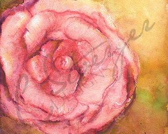Pink Peony Watercolor Painting - 8"x 8" Artwork Download