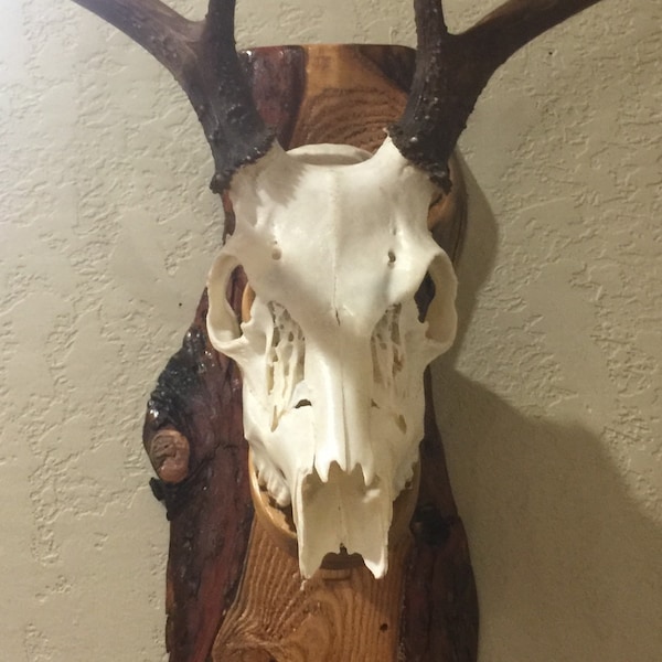 European Mount with Live Edge Western Larch Montana Wood