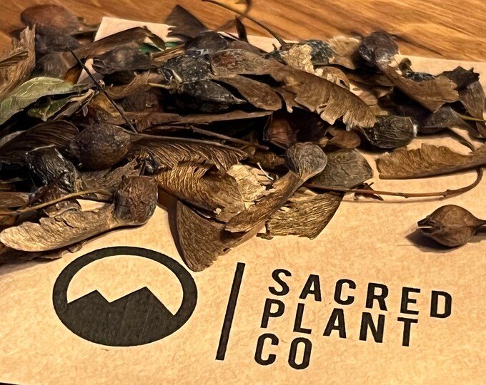 Sugar Maple Seeds Sugar Maple Tree Seeds Maple Tree Seeds Etsy