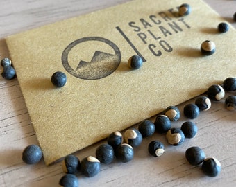 Balloon Vine Seeds Etsy